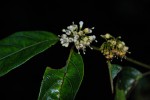 Keetia venosa