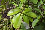 Craterispermum schweinfurthii