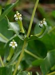 Fadogia ancylantha