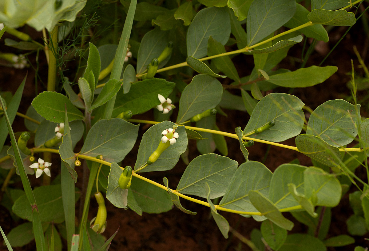 Fadogia ancylantha