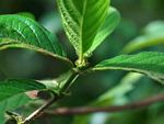 Rutidea orientalis