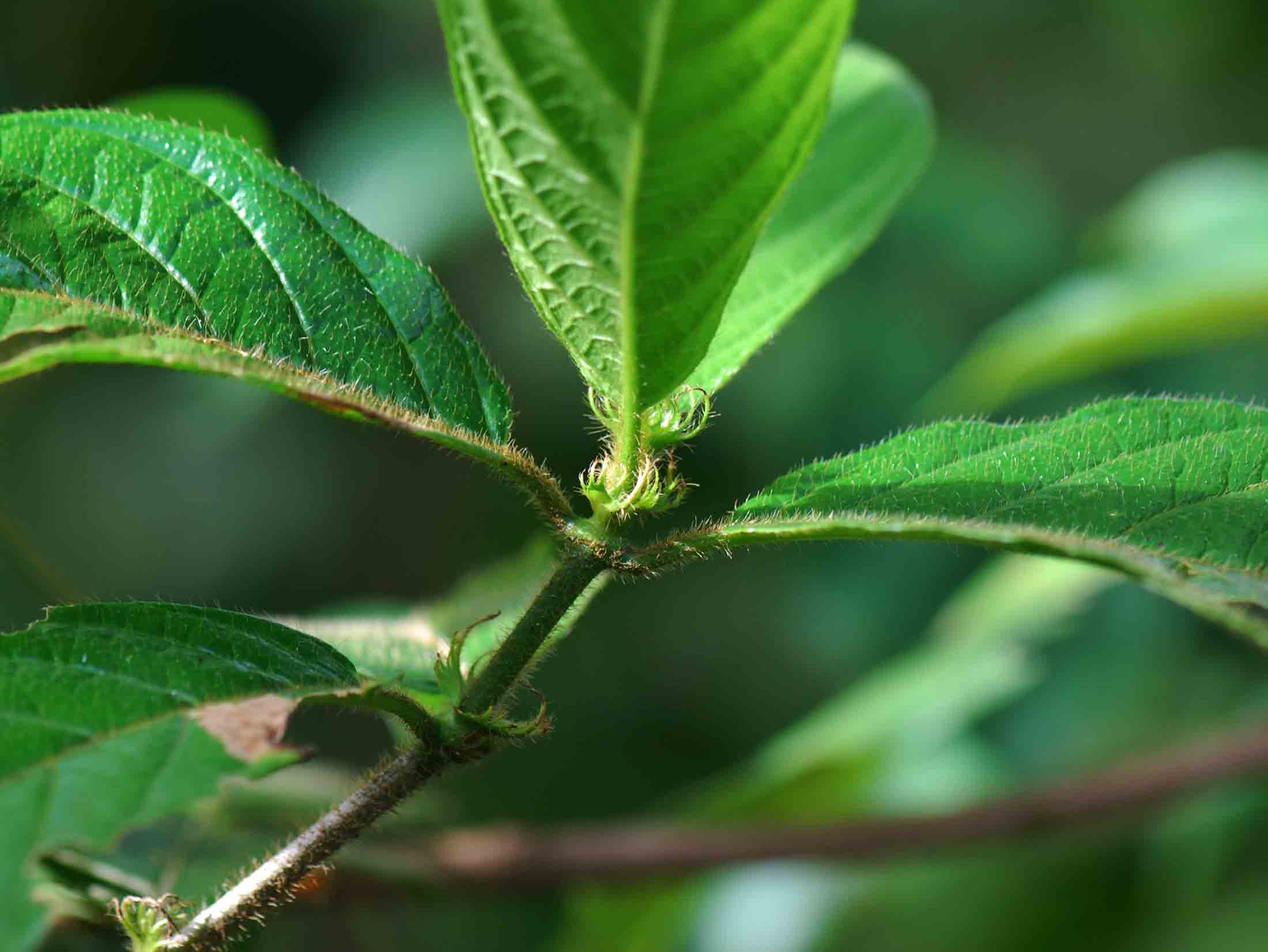 Rutidea orientalis