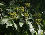 Rutidea orientalis