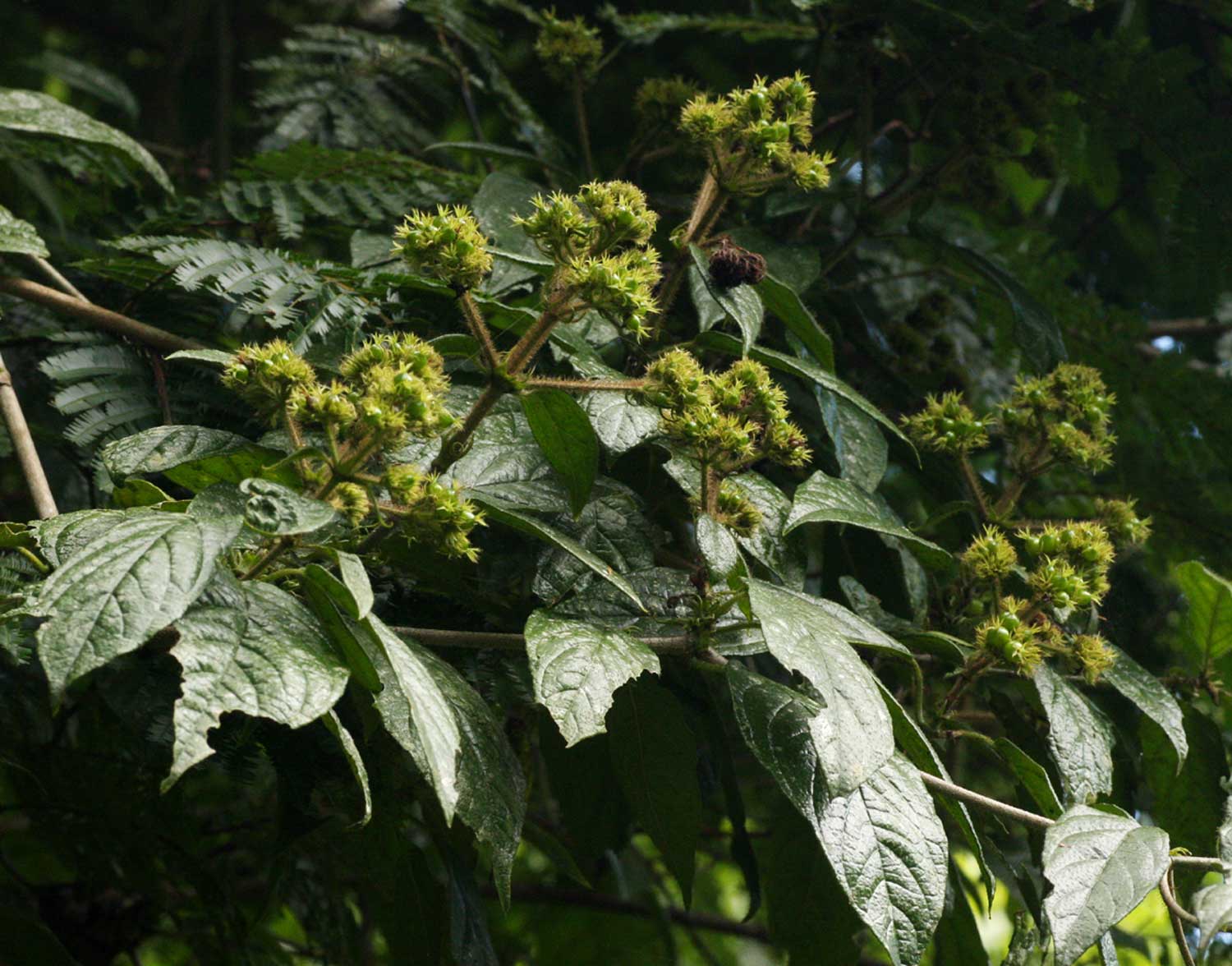 Rutidea orientalis