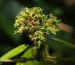Rutidea orientalis