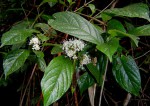 Rutidea orientalis