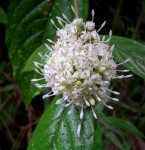 Rutidea orientalis
