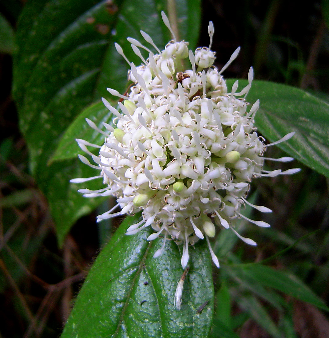 Rutidea orientalis