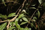 Rutidea orientalis