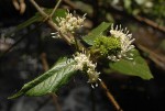 Rutidea orientalis
