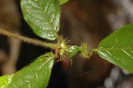 Rutidea orientalis