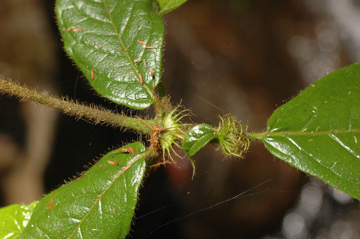 Rutidea orientalis