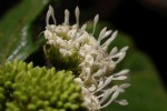 Rutidea orientalis
