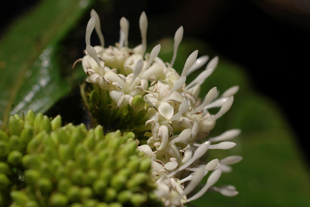 Rutidea orientalis