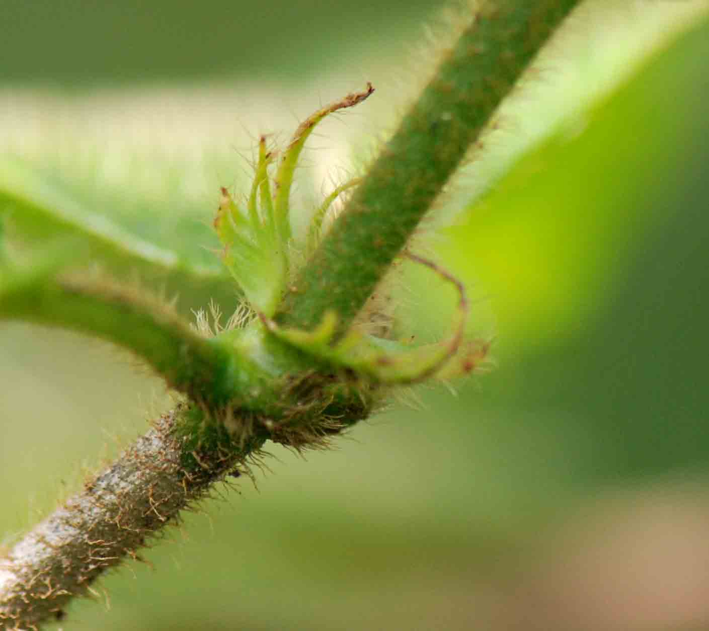 Rutidea orientalis