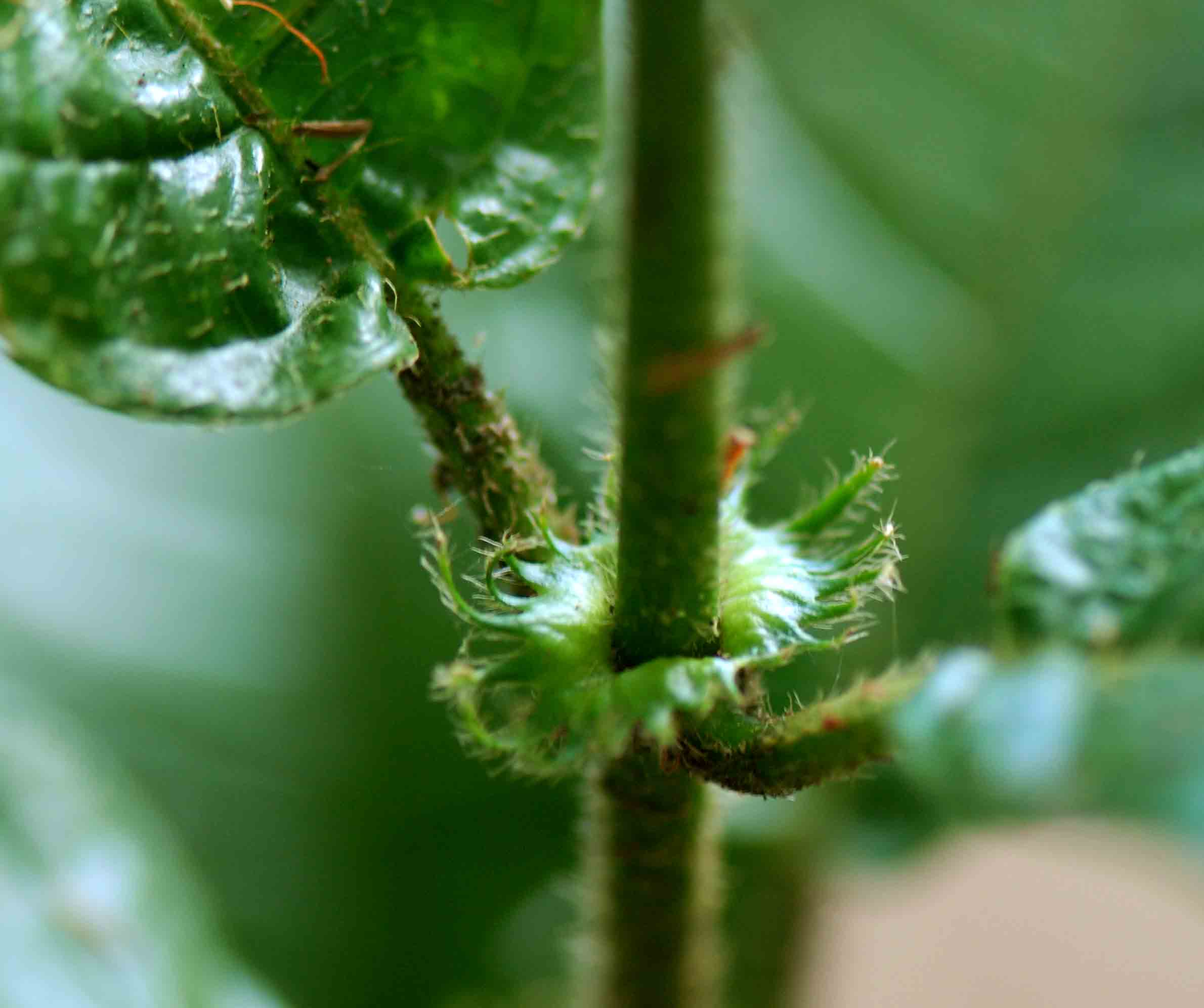 Rutidea orientalis
