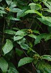 Rutidea orientalis