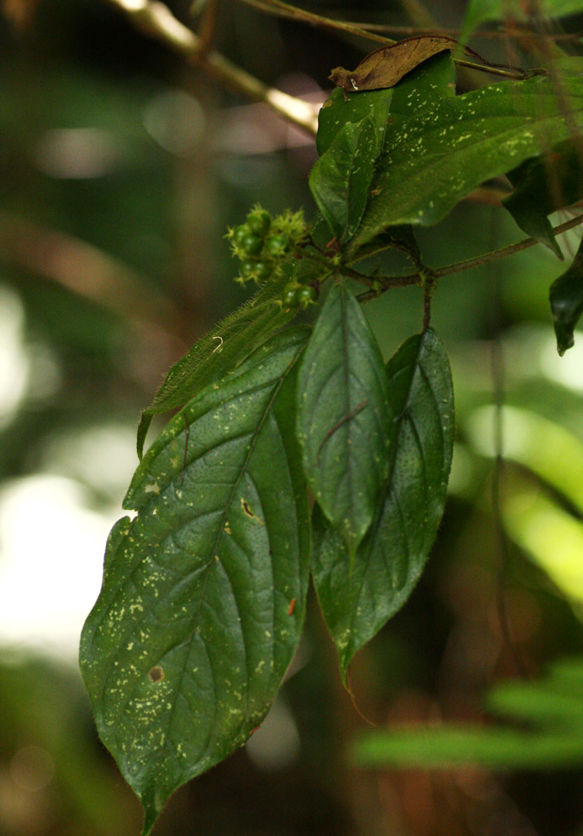 Rutidea orientalis