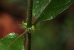 Rutidea orientalis