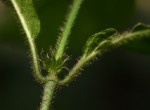 Rutidea orientalis