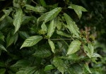 Rutidea orientalis
