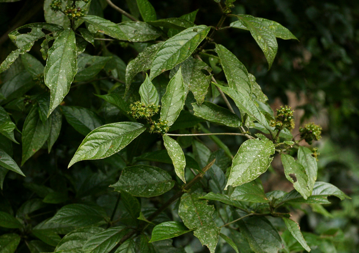 Rutidea orientalis
