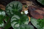 Geophila obvallata subsp. ioides