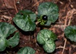 Geophila obvallata subsp. ioides