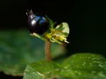 Geophila obvallata subsp. ioides