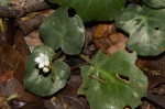 Geophila obvallata subsp. ioides