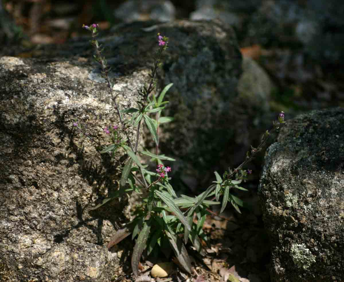 Otiophora scabra subsp. scabra