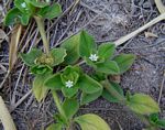 Richardia brasiliensis