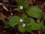 Richardia brasiliensis