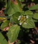 Richardia brasiliensis