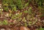 Richardia brasiliensis