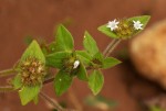 Richardia brasiliensis