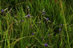 Spermacoce dibrachiata