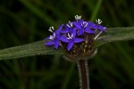 Spermacoce dibrachiata