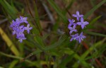 Spermacoce dibrachiata