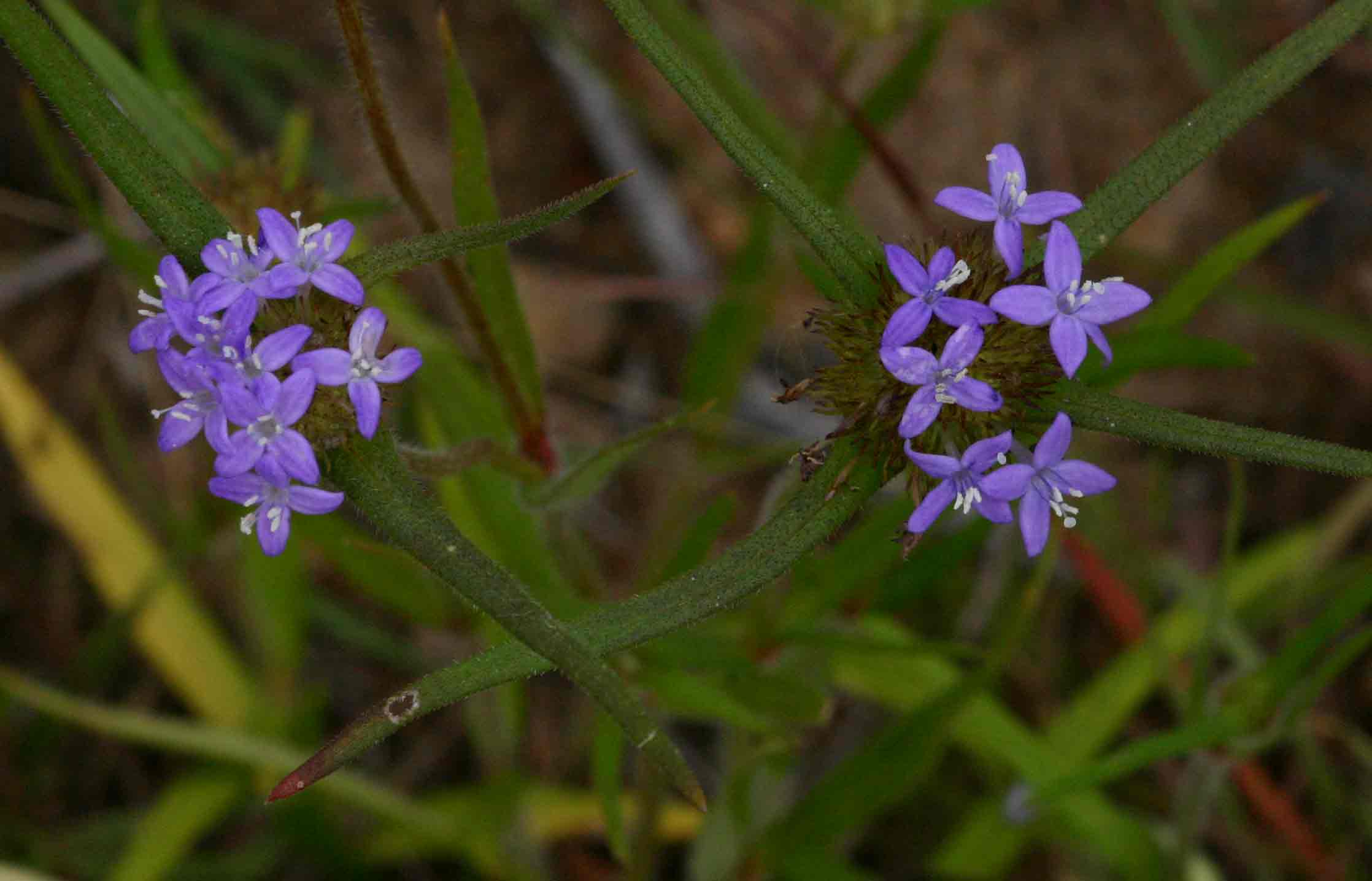 Spermacoce dibrachiata