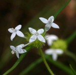 Spermacoce dibrachiata