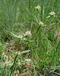 Spermacoce natalensis