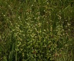 Spermacoce natalensis