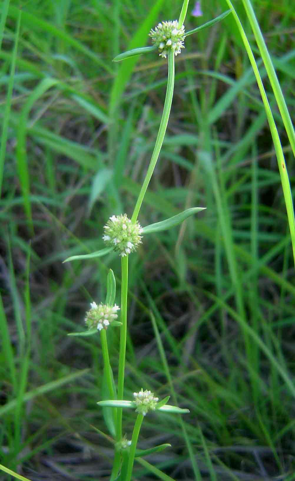 Spermacoce natalensis
