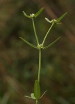 Spermacoce natalensis