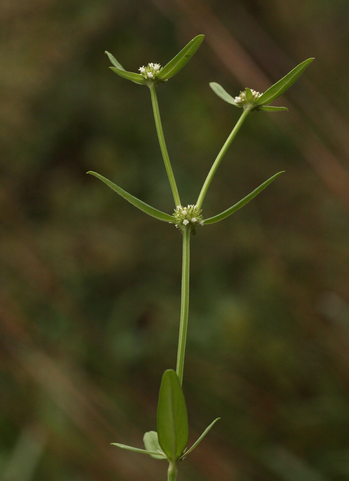 Spermacoce natalensis