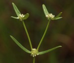 Spermacoce natalensis