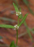 Spermacoce natalensis