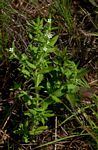Spermacoce senensis