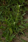 Spermacoce senensis